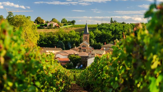The cruise includes a tour of the vineyards of the Beaujolais region.